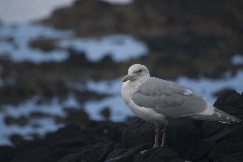Seagull on the Oregon Coast 3489.jpg