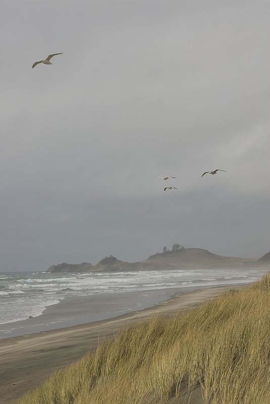 Seagulls  Sand Dune 3669.jpg