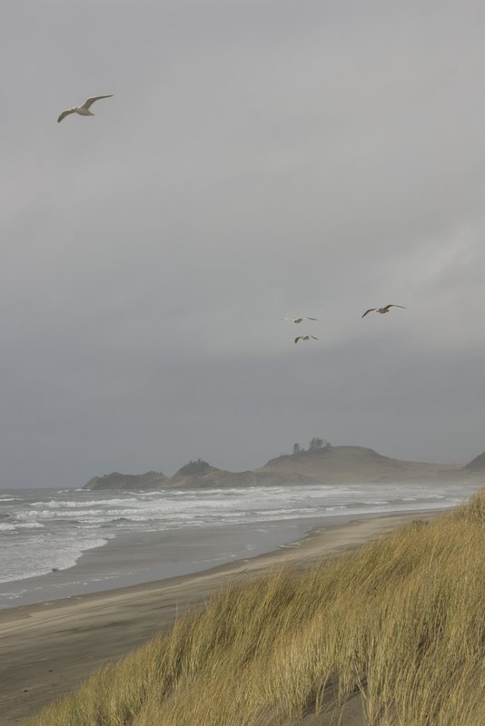 Seagulls and Beach Grass Oregon (3669).jpg