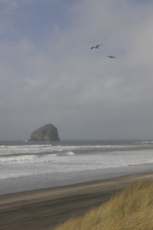 Seagulls and Haystack Rock Oregon 3670.jpg