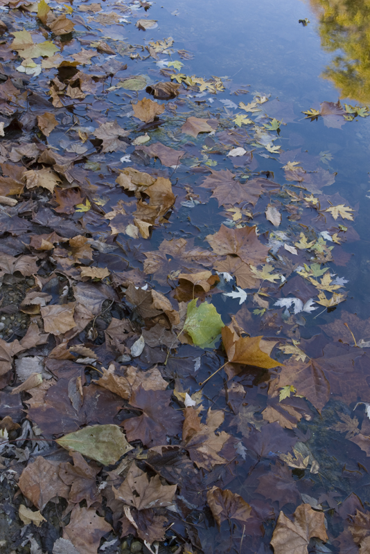 Shoal of Leaves Wlidcat Creek Indiana.jpg