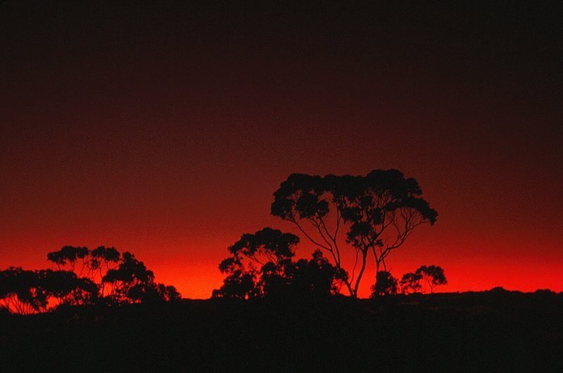 Silhouetted Trees Maui Hawaii HI-0059.jpg
