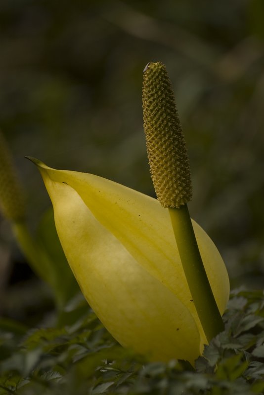 Skunk Cabbage Blossom 2 Oregon3634.jpg