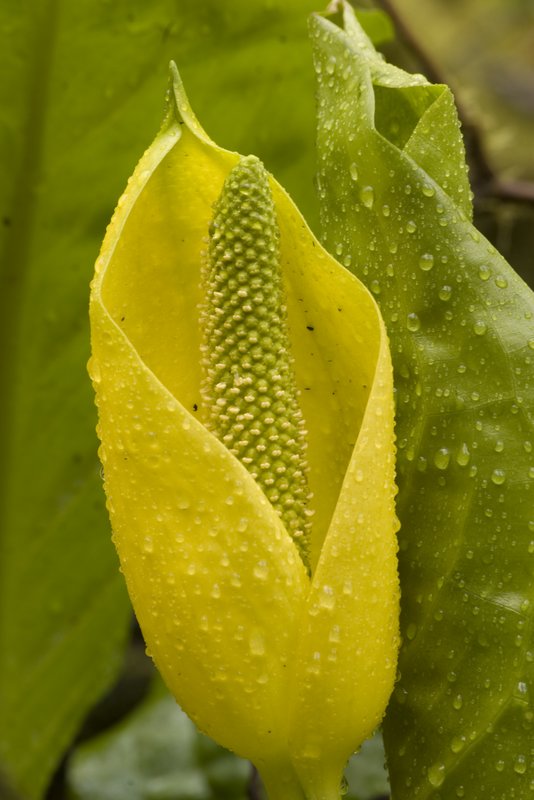Skunk Cabbage Blossom Oregon 3802.jpg