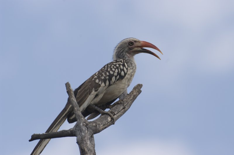 Southern Yellow Billed Hornbill SA-2265.jpg