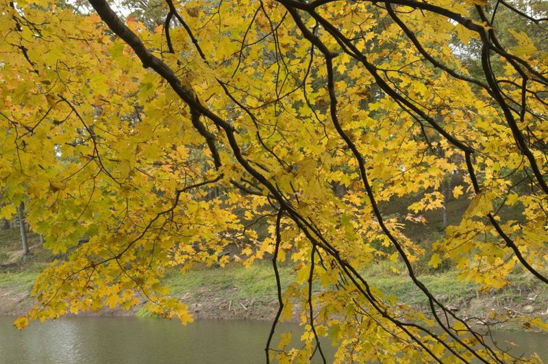 Spray of Maple Leaves Yellowwood Lake Brown County Indiana.jpg