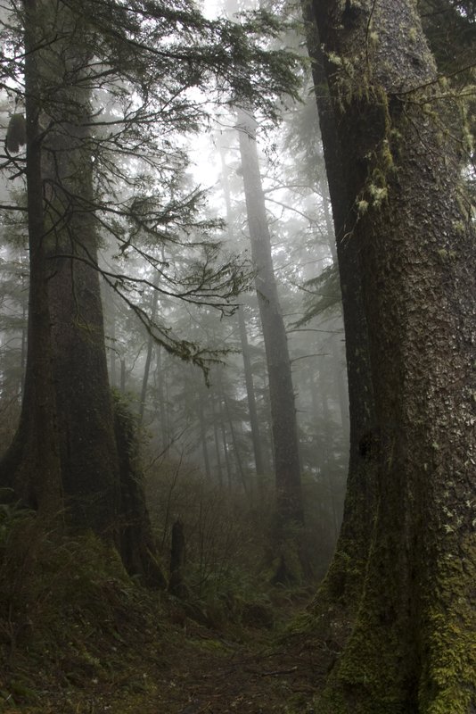 Trail Through Trees Fog Cape Kiwanda Oregon.jpg
