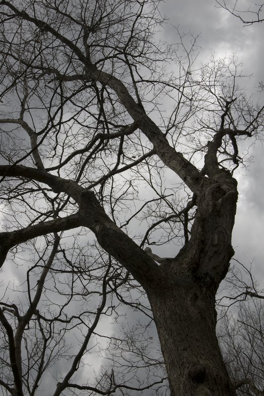 Tree and storm, Indiana (DIN-0893).jpg