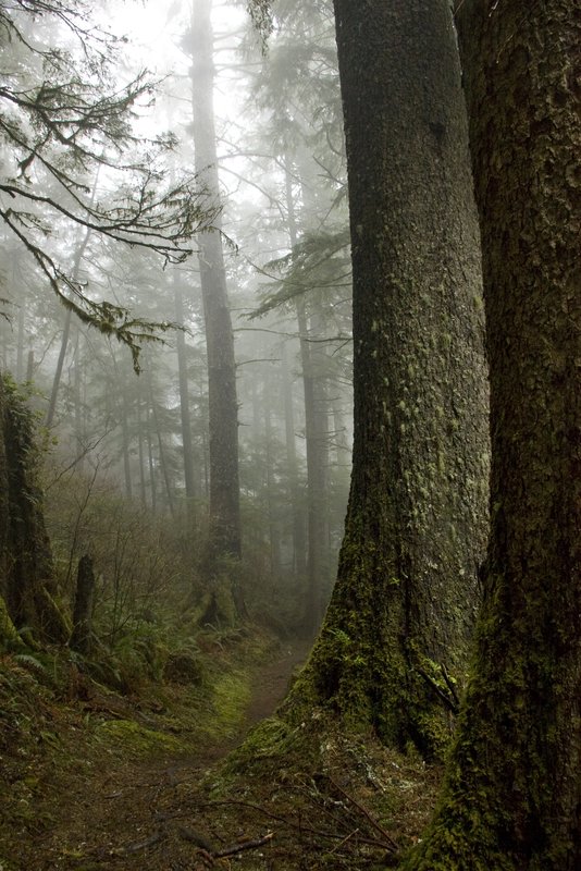 Trees Fog and Trail Cape Lookout Oregon.jpg