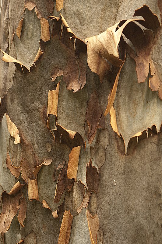 Trunk of a Eucalyptus Tree 73251-1.jpg