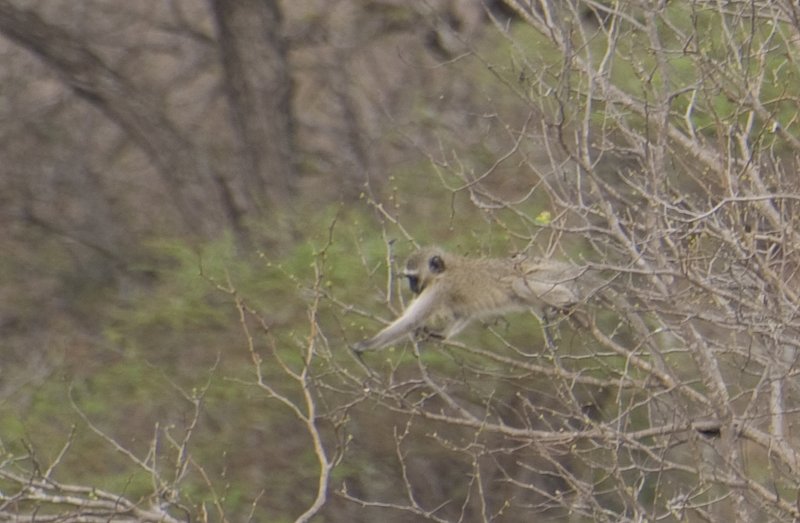 Vervet Monkey Moving Through the Trees.jpg