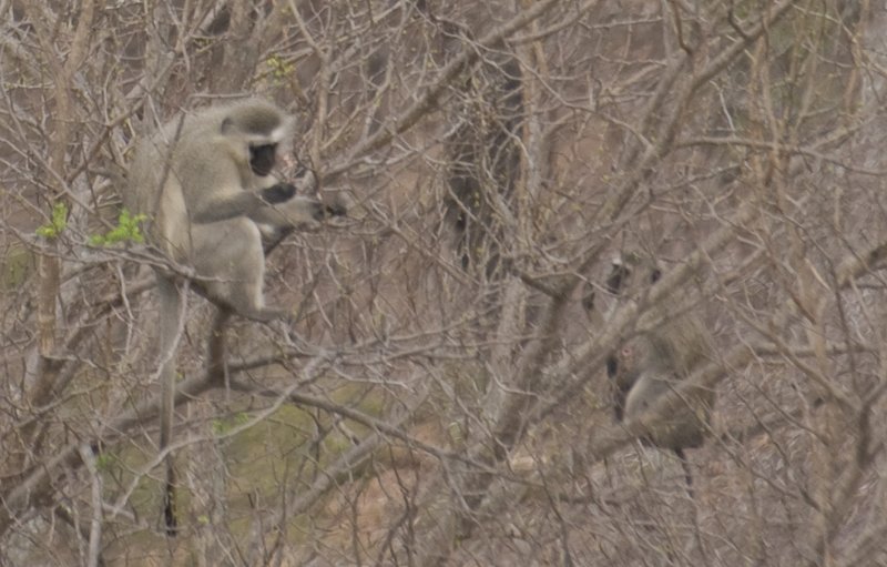 Vervet Monkeys feeding.jpg