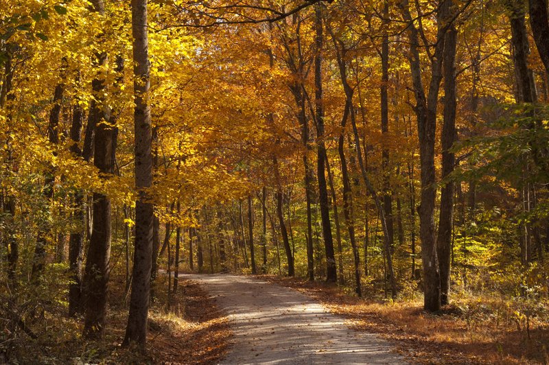 Wallow Hollow Road Brown County Indiana (71785).jpg