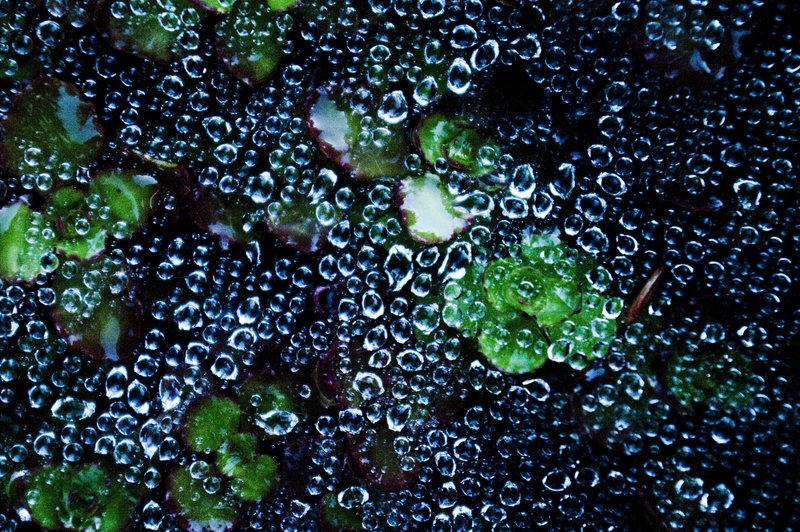Water Droplets on Spider Webs Colorado (70248).jpg