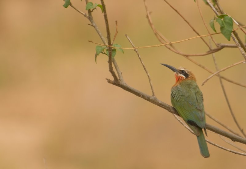 White Fronted Bee Eater.jpg
