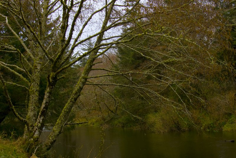 Yachats River Oregon 3748.jpg