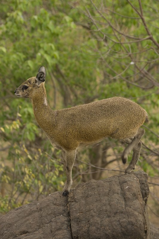 klipspringer.jpg