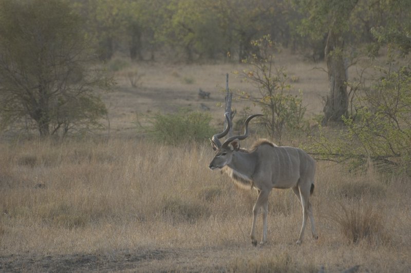 kudu.jpg