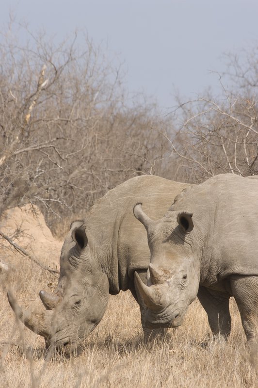 rhinos.jpg