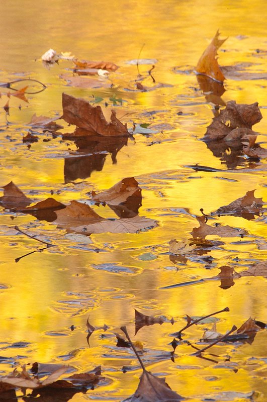 Abstract Yellows Wildcat Creek Indiana 74034.jpg