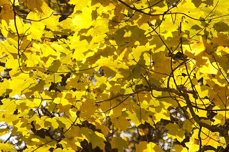 Autumn Mosaic 3.jpg