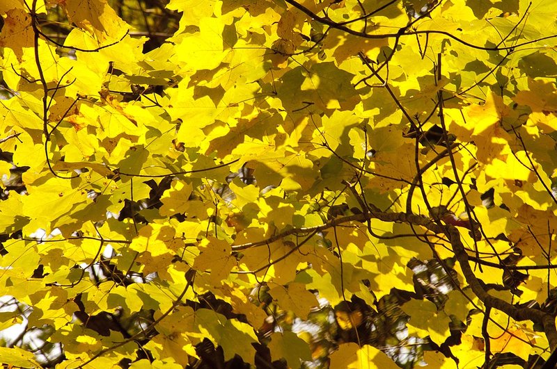 Autumn Mosaic 74190-2_Chang.jpg