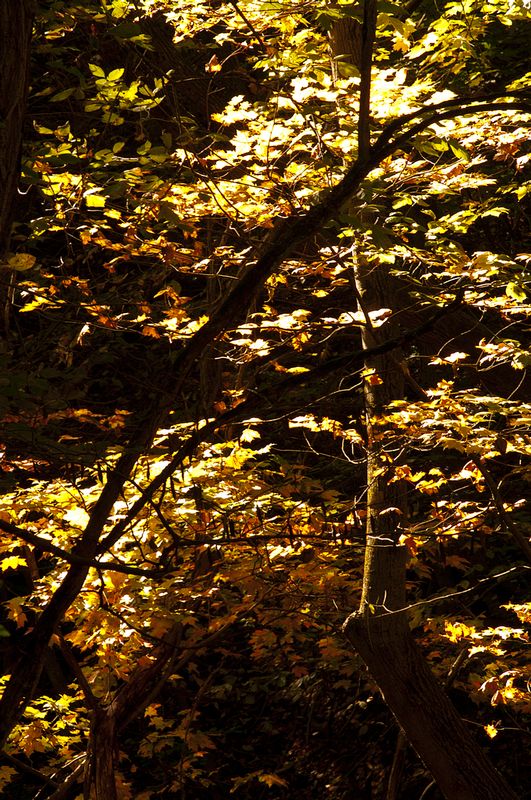Back-lit Fall Leaves Happy Hollow Park IN 77045.jpg
