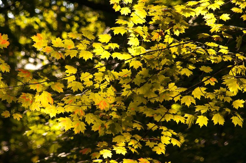 Backlit Leaves Happy Hollow Park IN  77004s.jpg