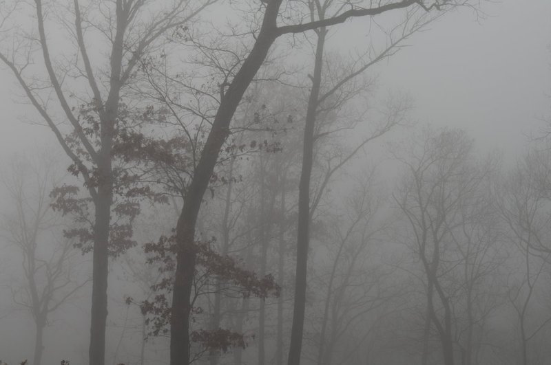 Bare Trees and Fog Indiana 77725.jpg