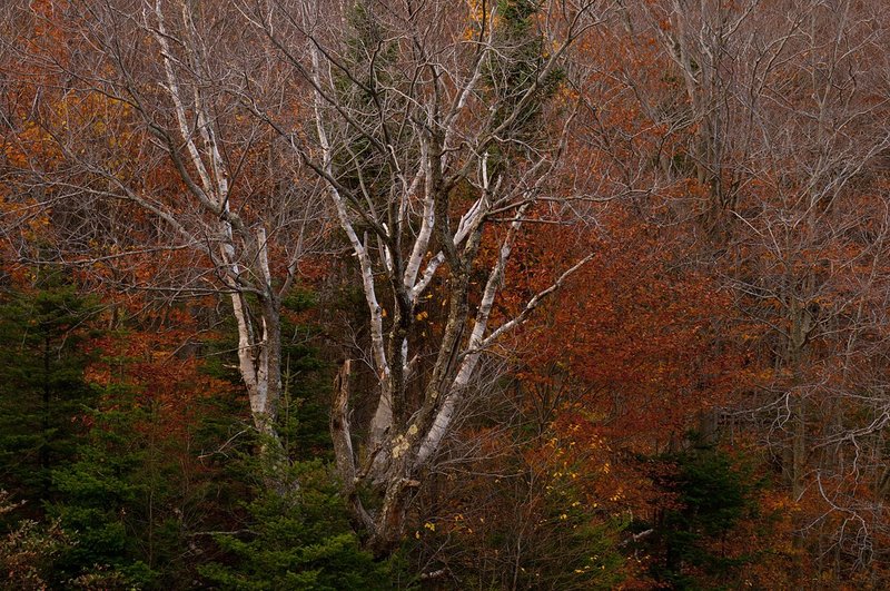 Birch Trees Fall White Mountains New Hampshire 75558.jpg