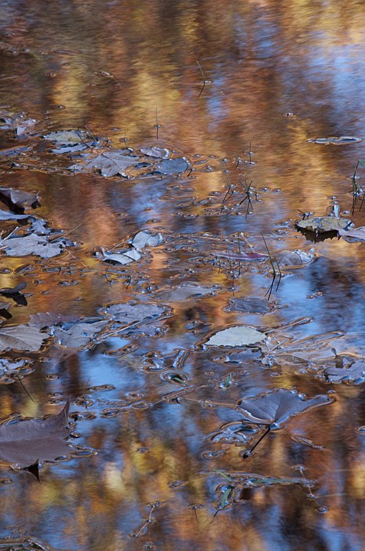 Blue Leaves Brown County Indiana 77244.jpg