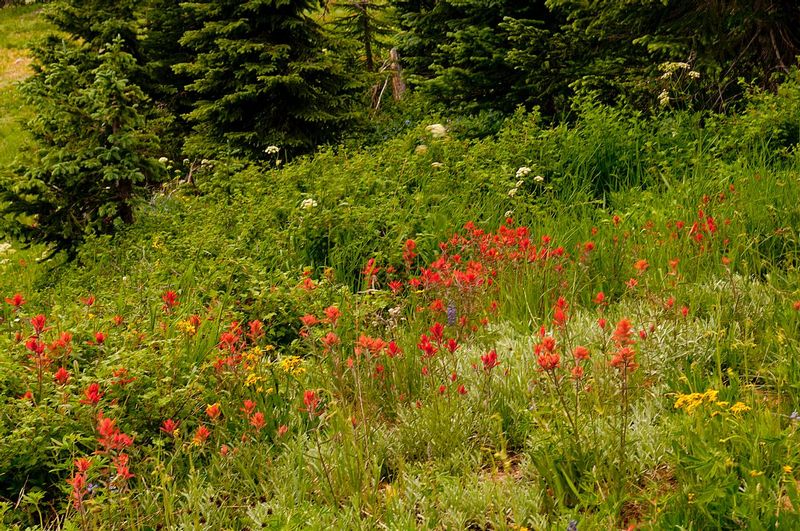 Buffalo Pass Colorado Indian Paintbrush 72865.jpg