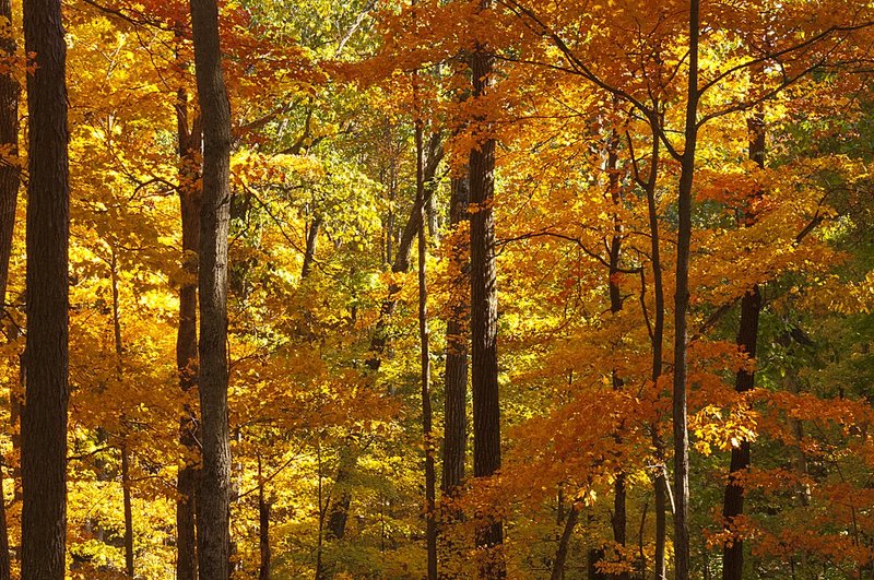 Contrasting Colors Indiana 71837.jpg