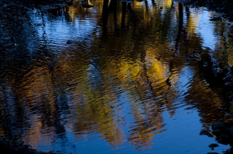 Fall Colors Reflected in Road Puddle San Juans Colorado 73883.jpg