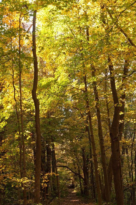 Fall Corridor of Trees Happy Hollow Indiana 72073.jpg