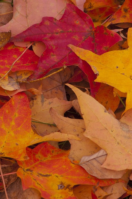 Fall Leaves Indiana 5949.jpg