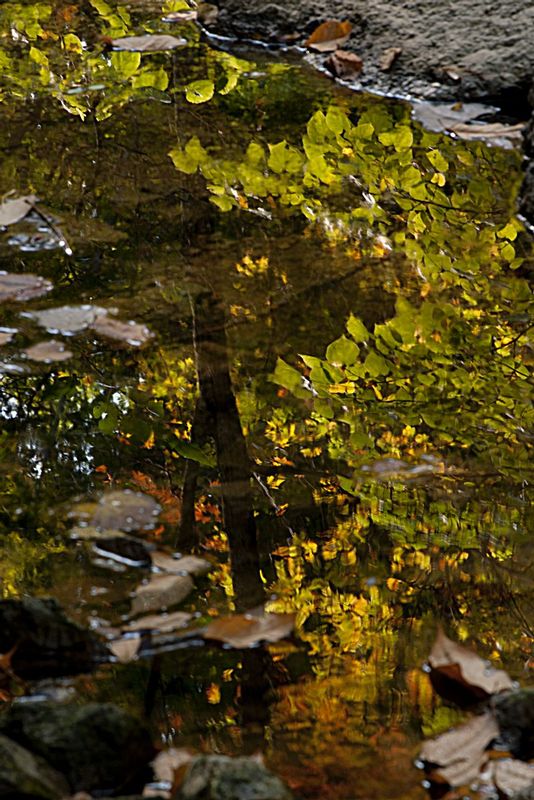 Fall Reflections Happy Hollow Park IN 2846.jpg