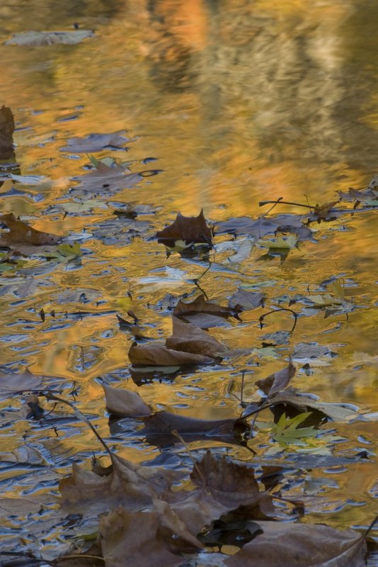 Fallen Leaves Indiana 2957.jpg