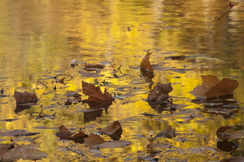 Floating Leaves 1.jpg