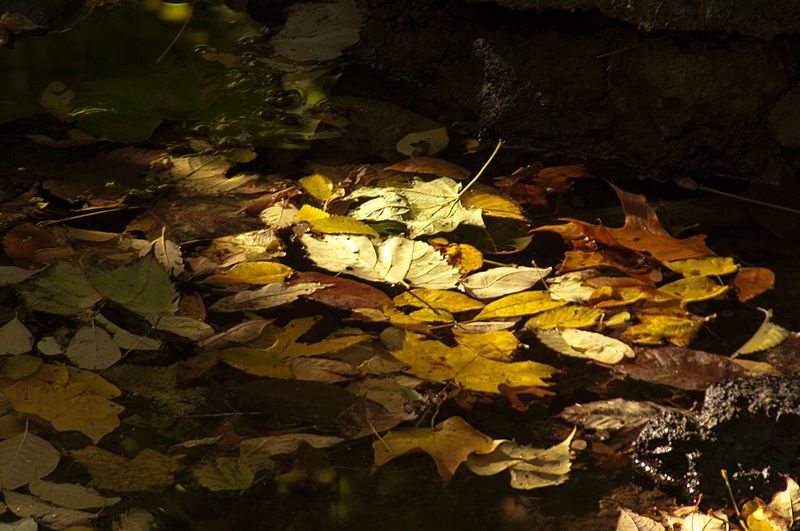 Floating Leaves and Shaft Light Happy Hollow Park IN 77029.jpg