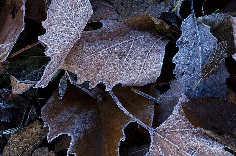 Frosted Leaves Indiana 77561-1a.jpg