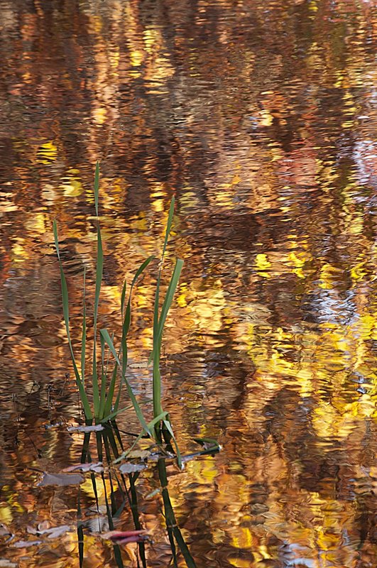 Iris Abstractions Brown County Indiana 77233-s1.jpg