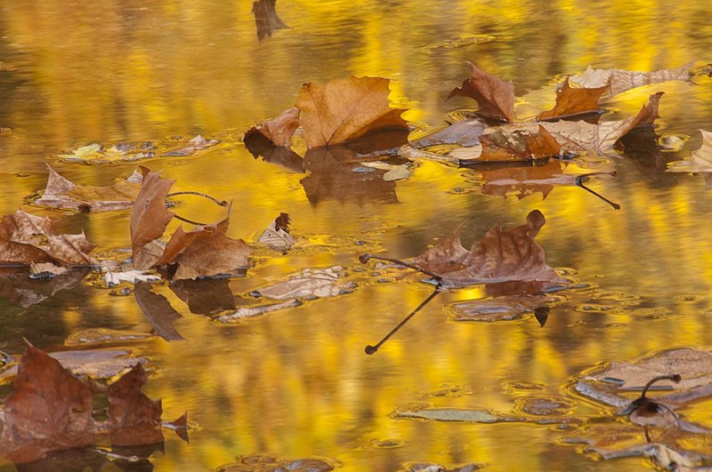 Leaves Indiana 73926.jpg