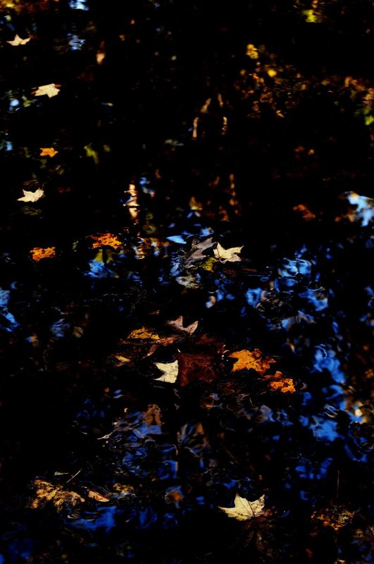 Leaves Potholes Gorge Indiana 71660-1.jpg