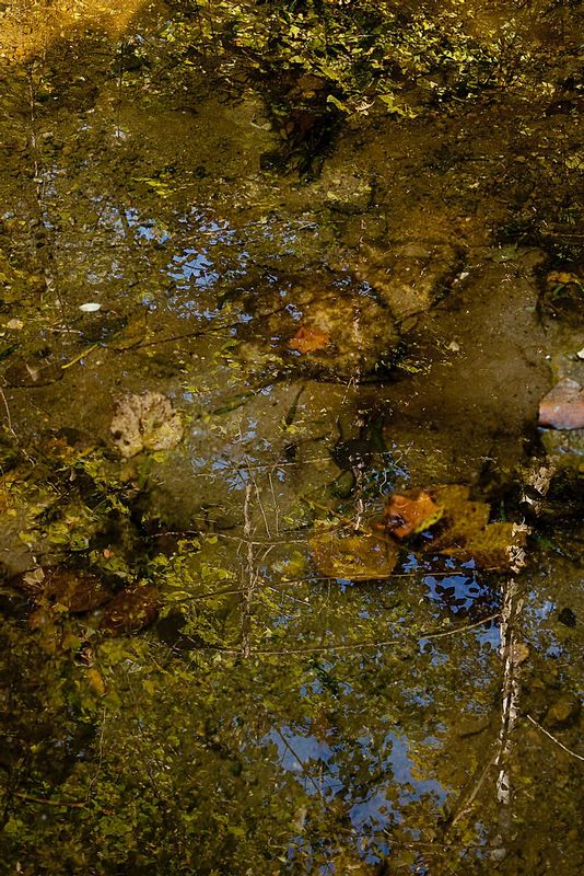 Leaves and Reflections Happy Hollow Park IN 2831s.jpg