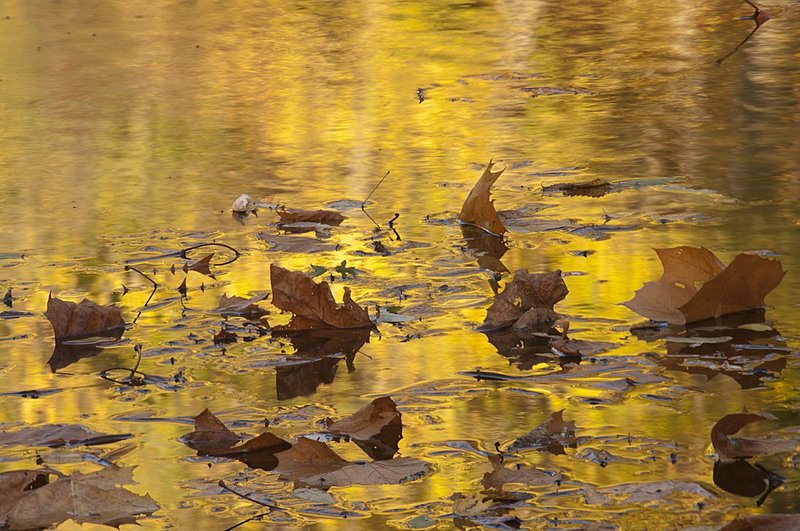 Molten Gold Indiana 74027.jpg