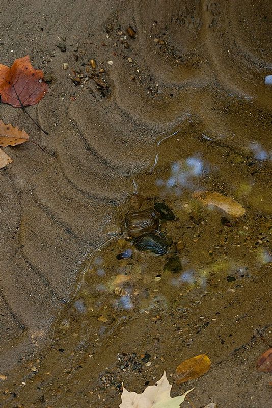 Mud Patterns Happy Hollow Park IN 2823.jpg
