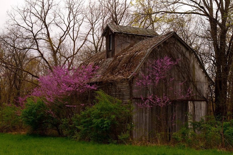 Overgrown Barn and Redbud Tippecanoe County Indiana IN-78723.jpg