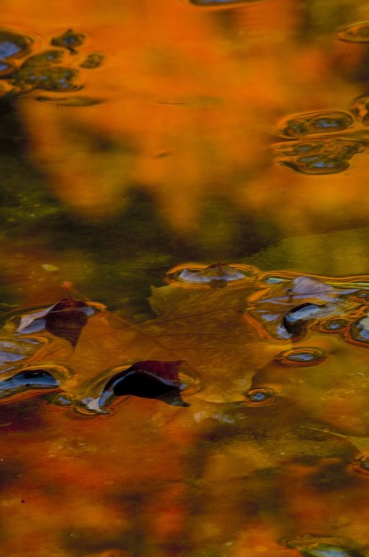 Red Maple Leaf Indiana 5902.jpg