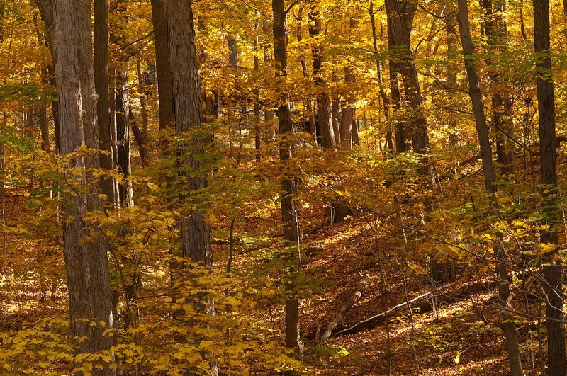 Slanting Light Happy Hollow Park IN 72064.jpg